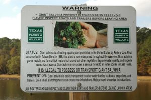 Warning sign about Giant Salvinia.